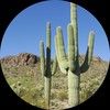 cactusgirl2022